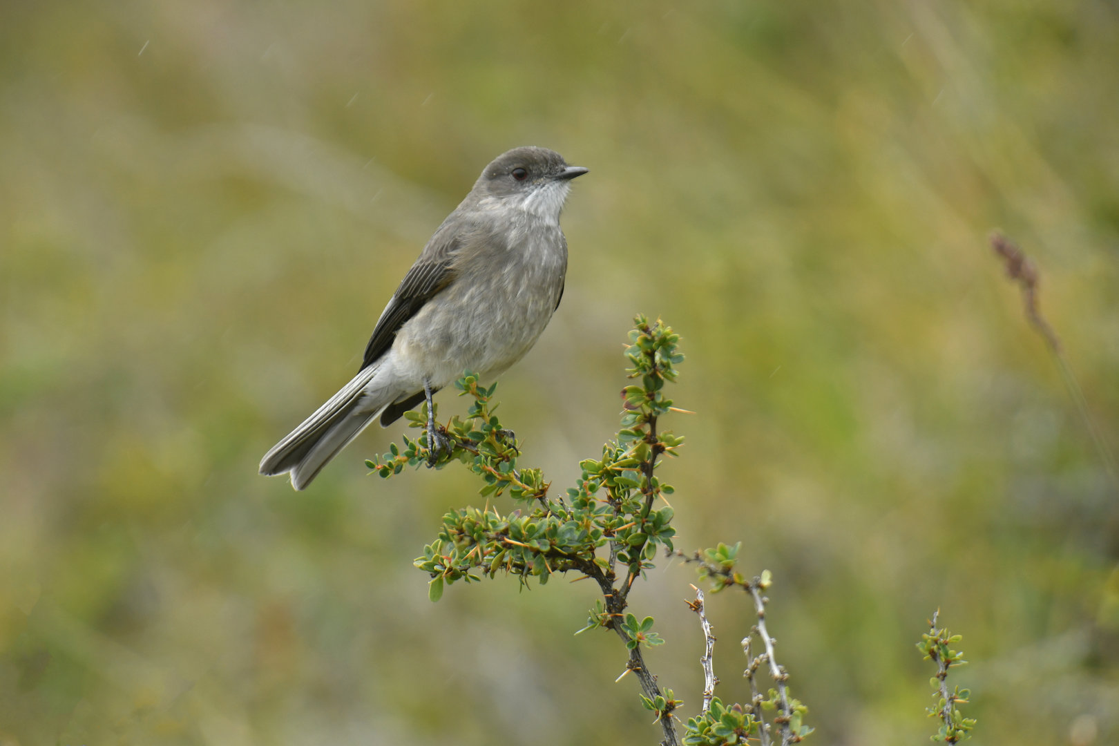 Fire-eyed Diucon Xolmis pyrope