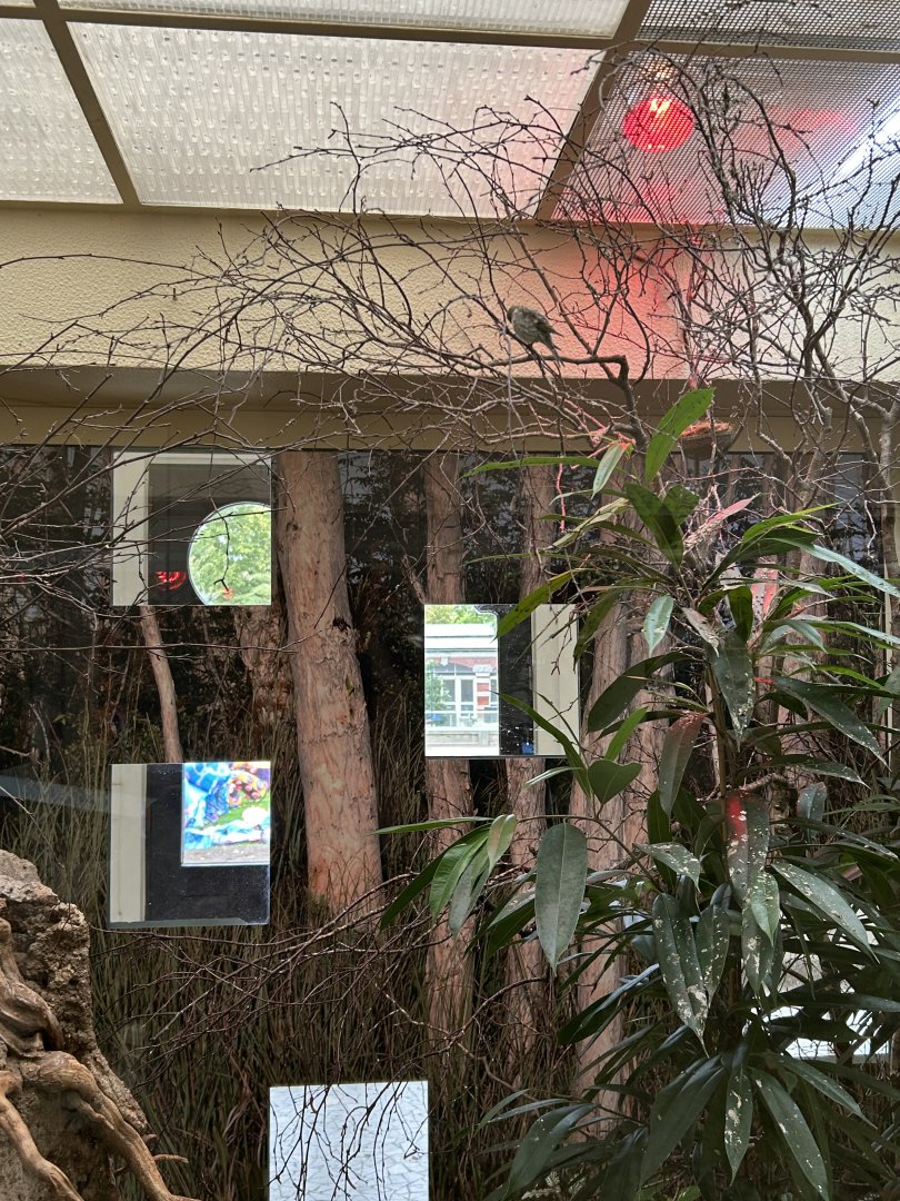 Fire-fronted serin aviary in the Bird House
