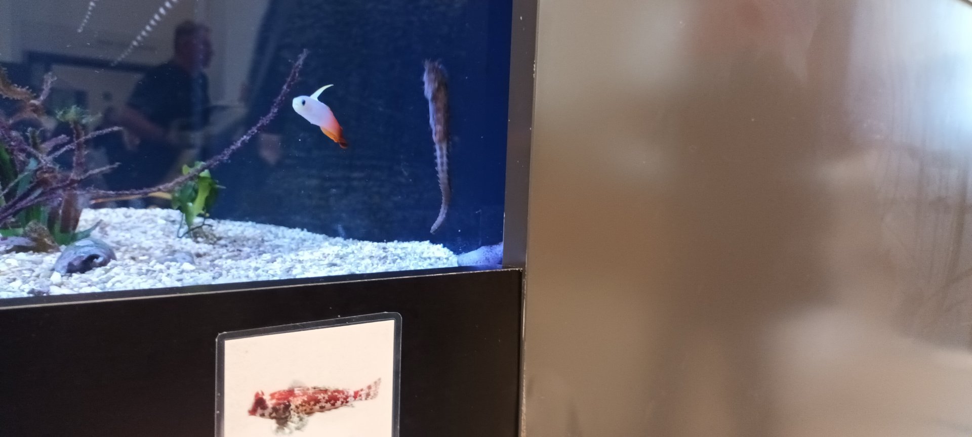 Fire Goby and Barbours sea Horse