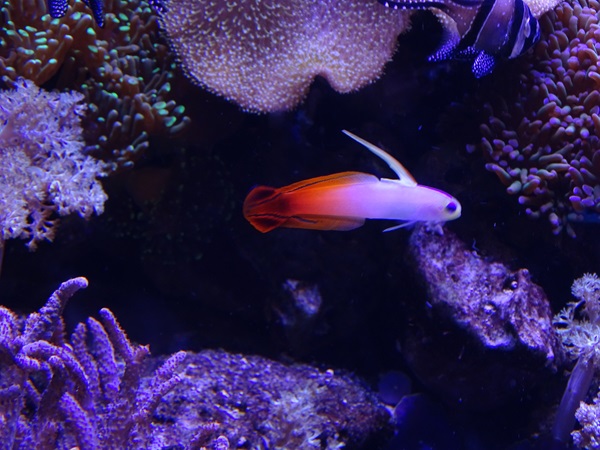Fire goby (Nemateleotris magnifica)
