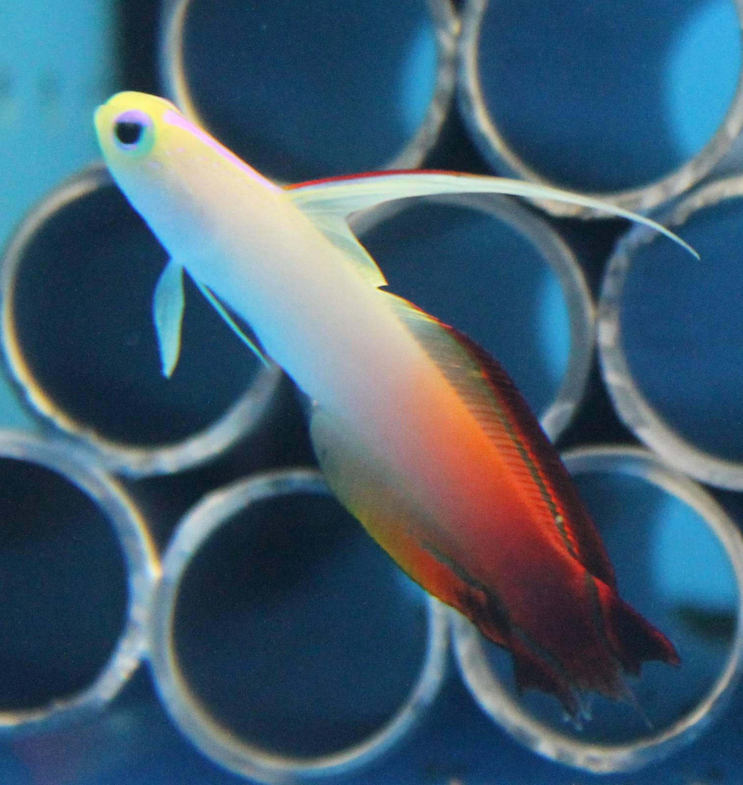 Fire goby