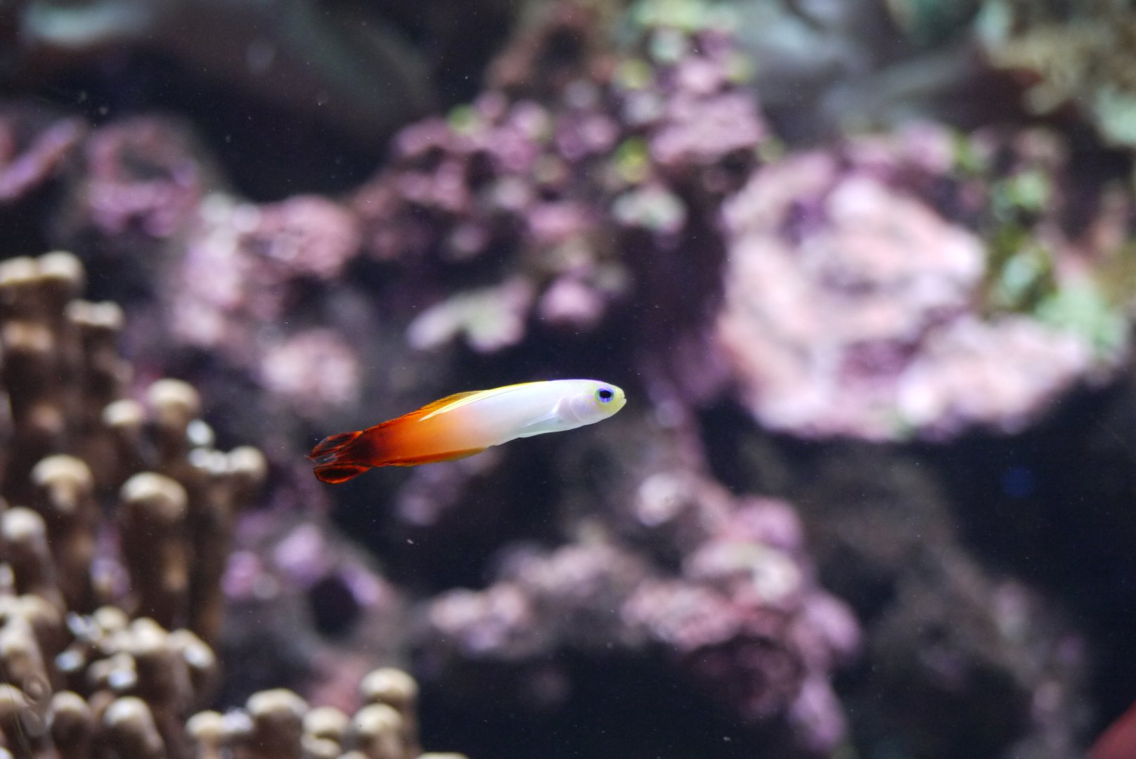 Fire Goby