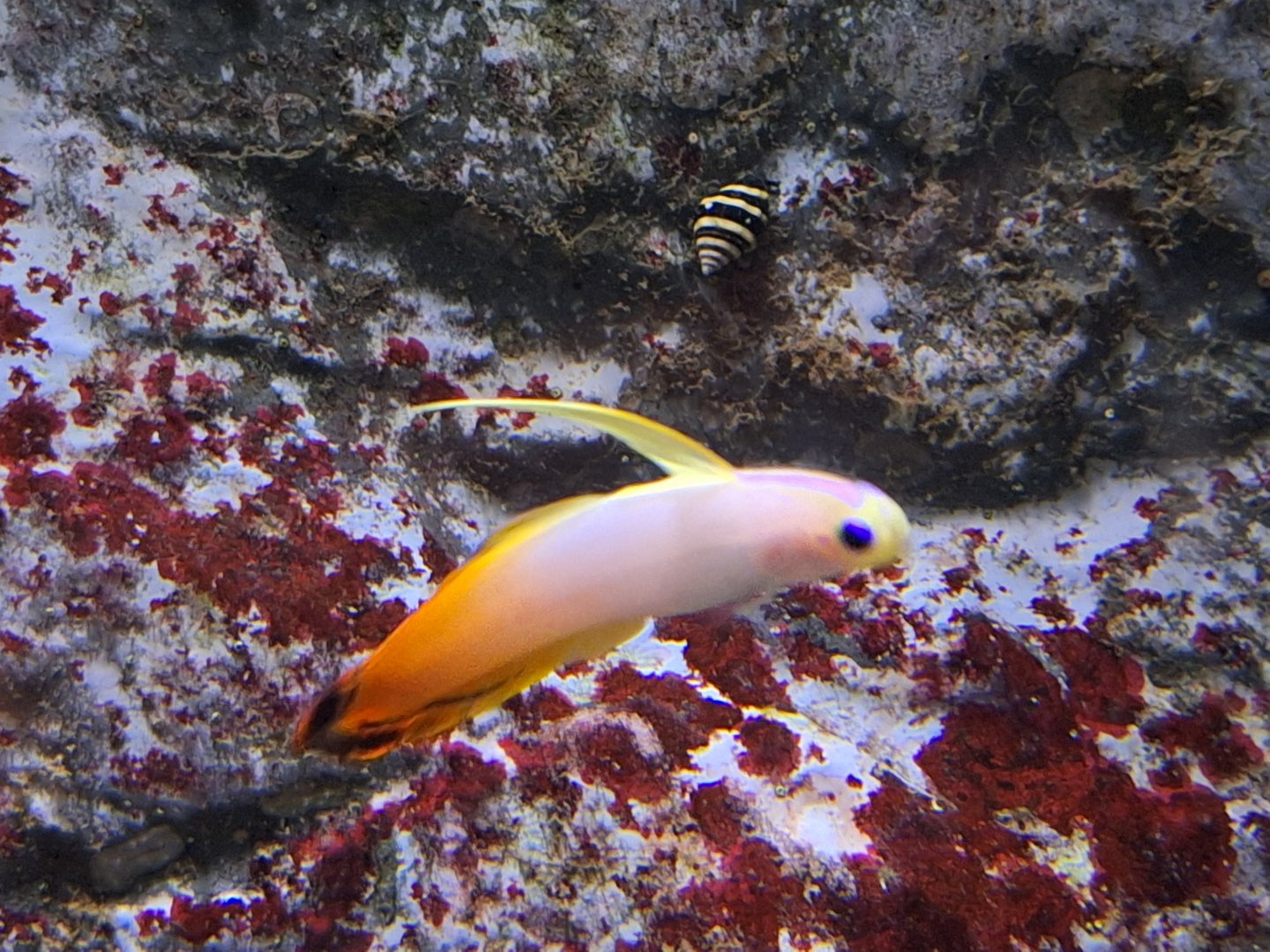 Fire Goby