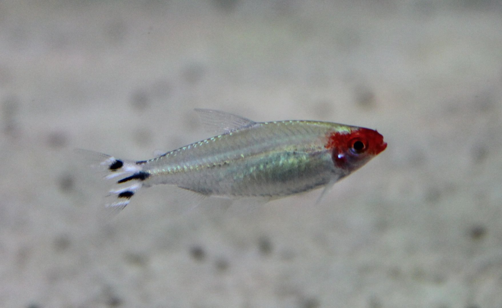 Fire-head tetra - Hemigrammus bleheri