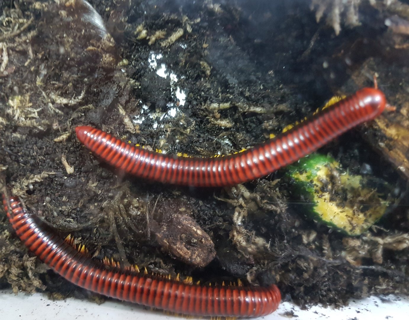 Fire millipedes - Aphistrogoniulus corallipes