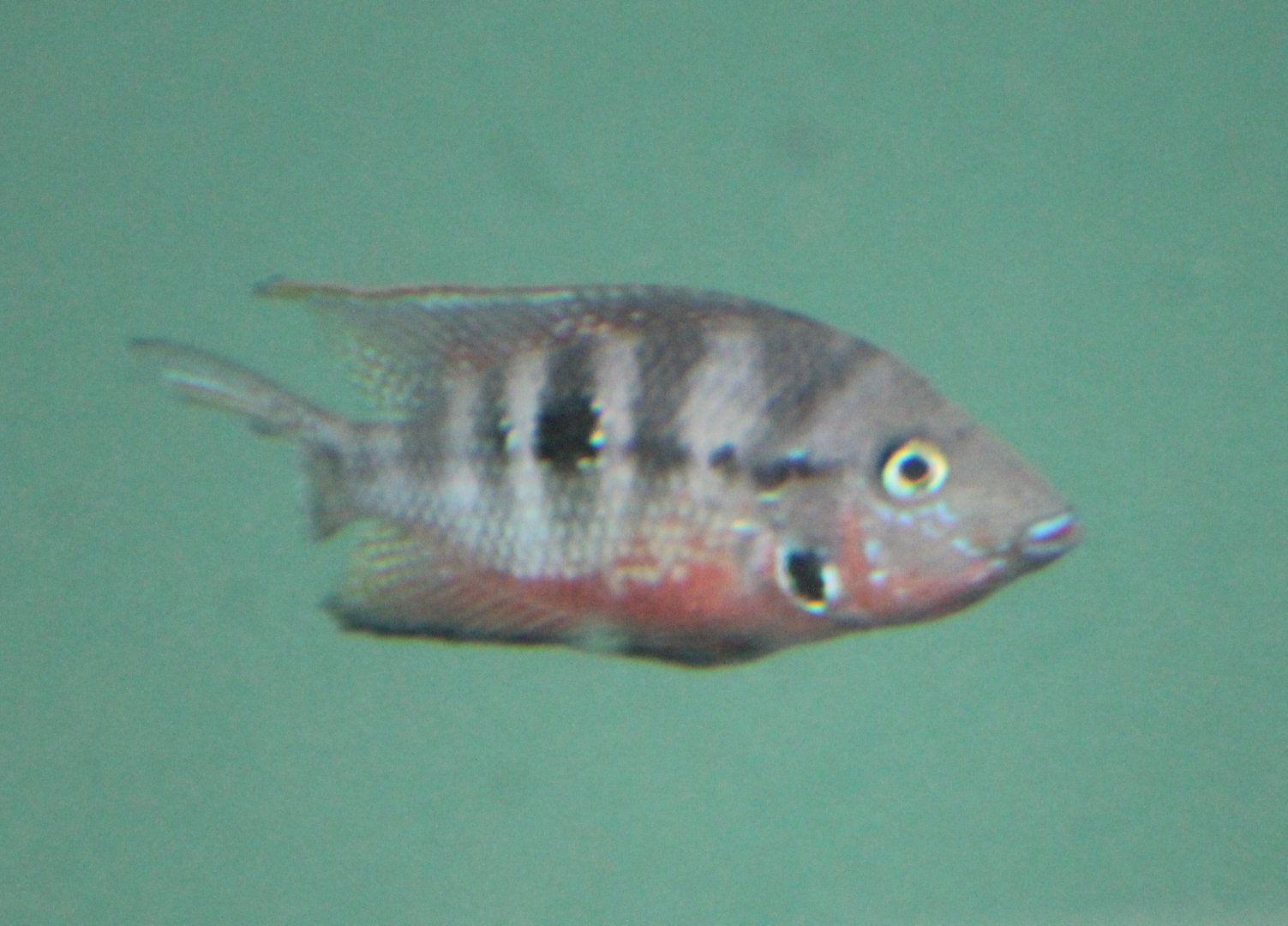 Fire-mouth cichlid