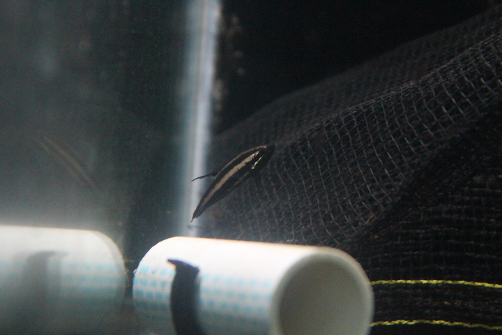 Fire red licorice gourami (Parosphromenus sumatranus) - PCBA