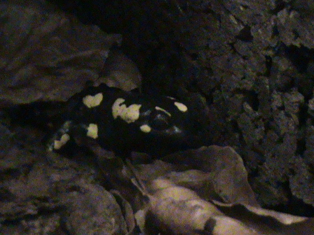 fire salamander 070511
