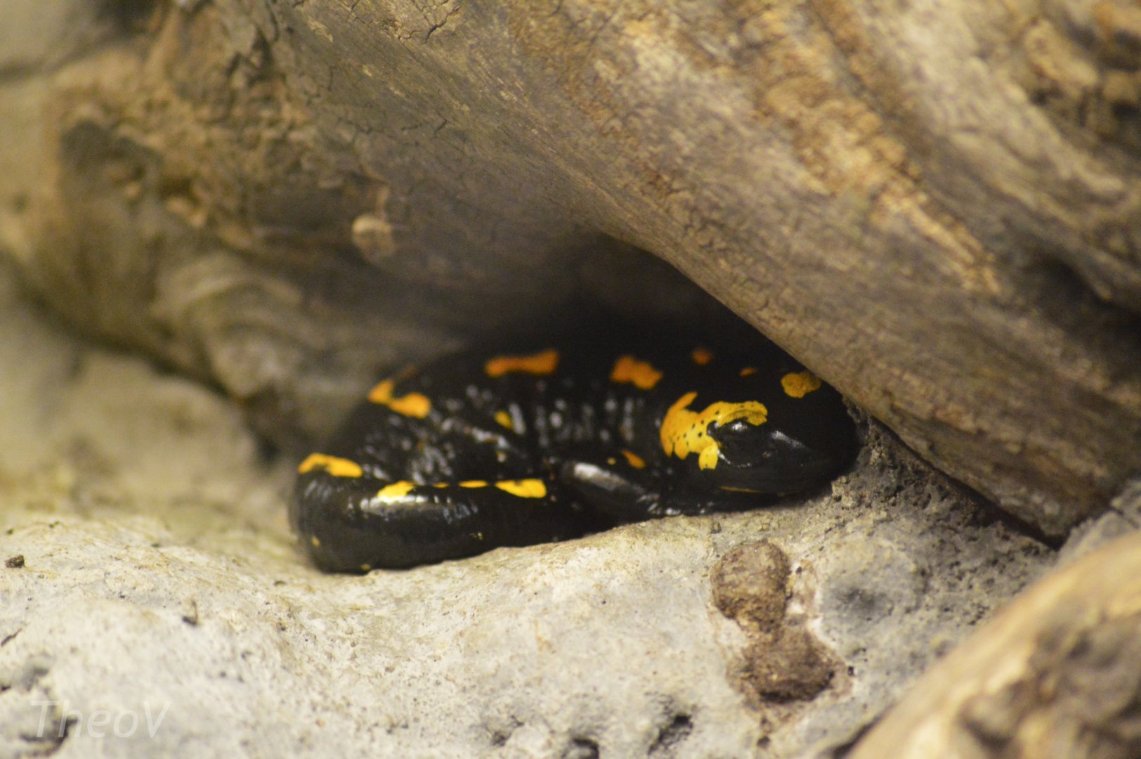 Fire salamander [2017]