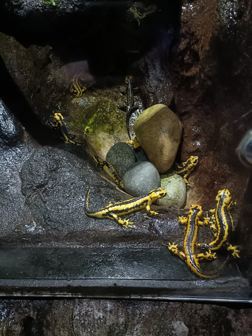 Fire salamander - Bioparc Acuario de Gijón