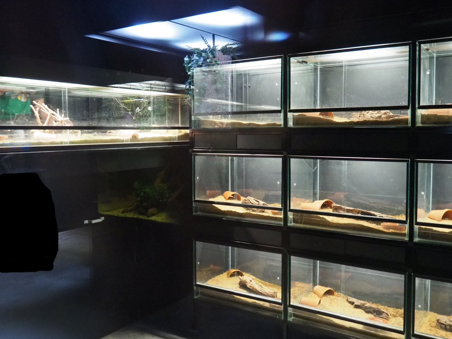 Fire salamander breeding center, 2019-03-30