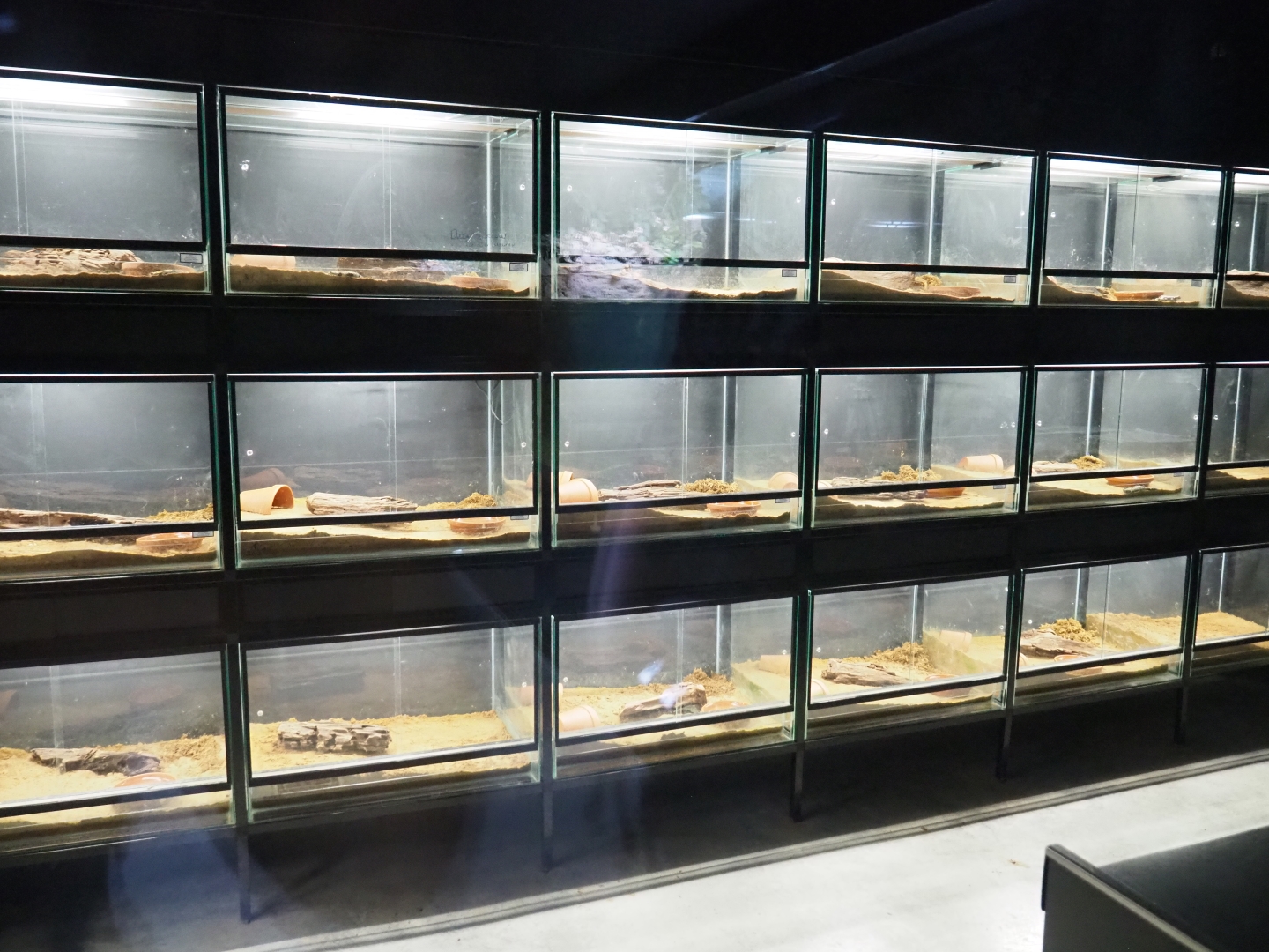 Fire salamander breeding center, 2019-03-30