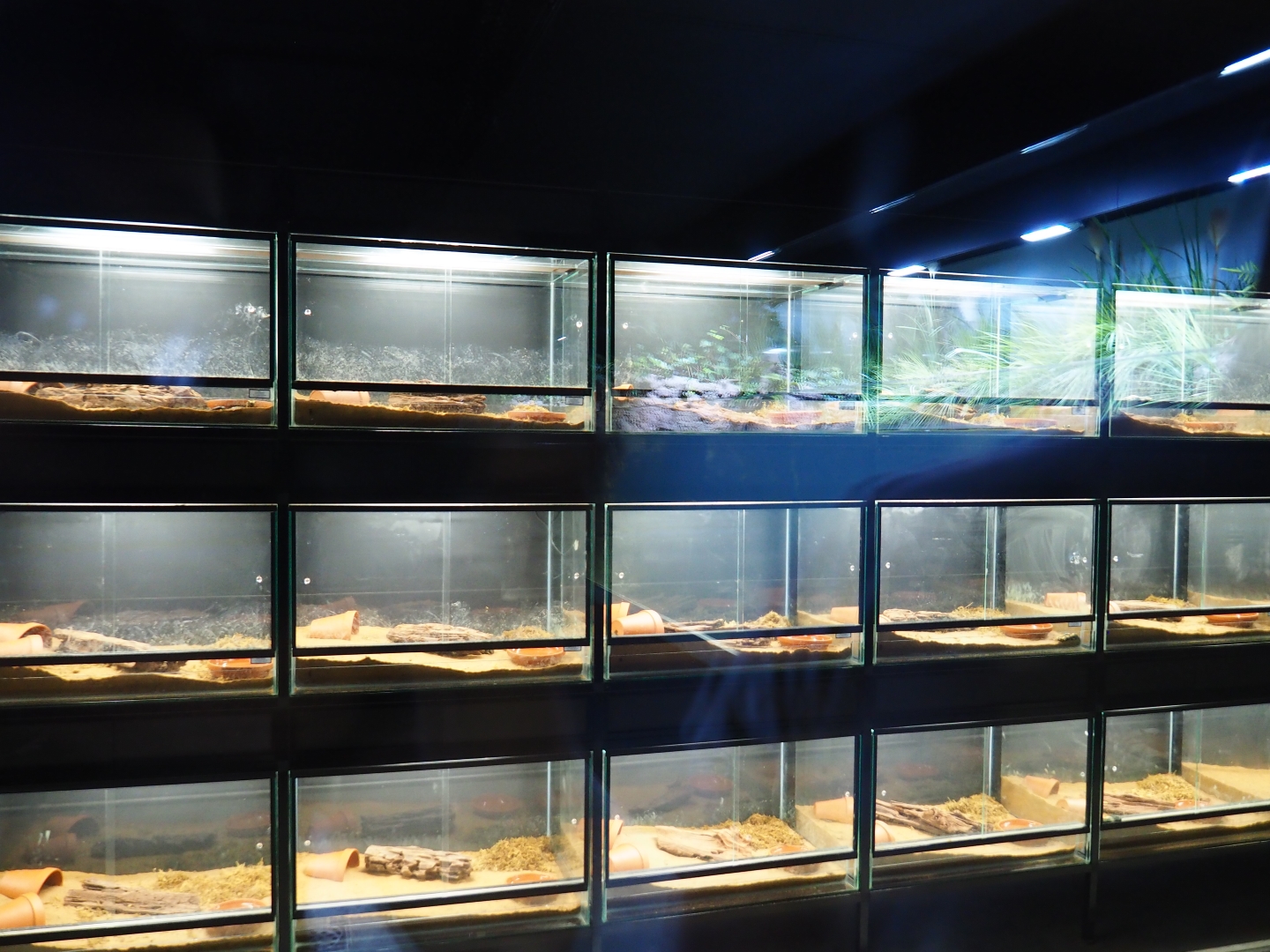 Fire salamander breeding room (Oct 13th, 2018)