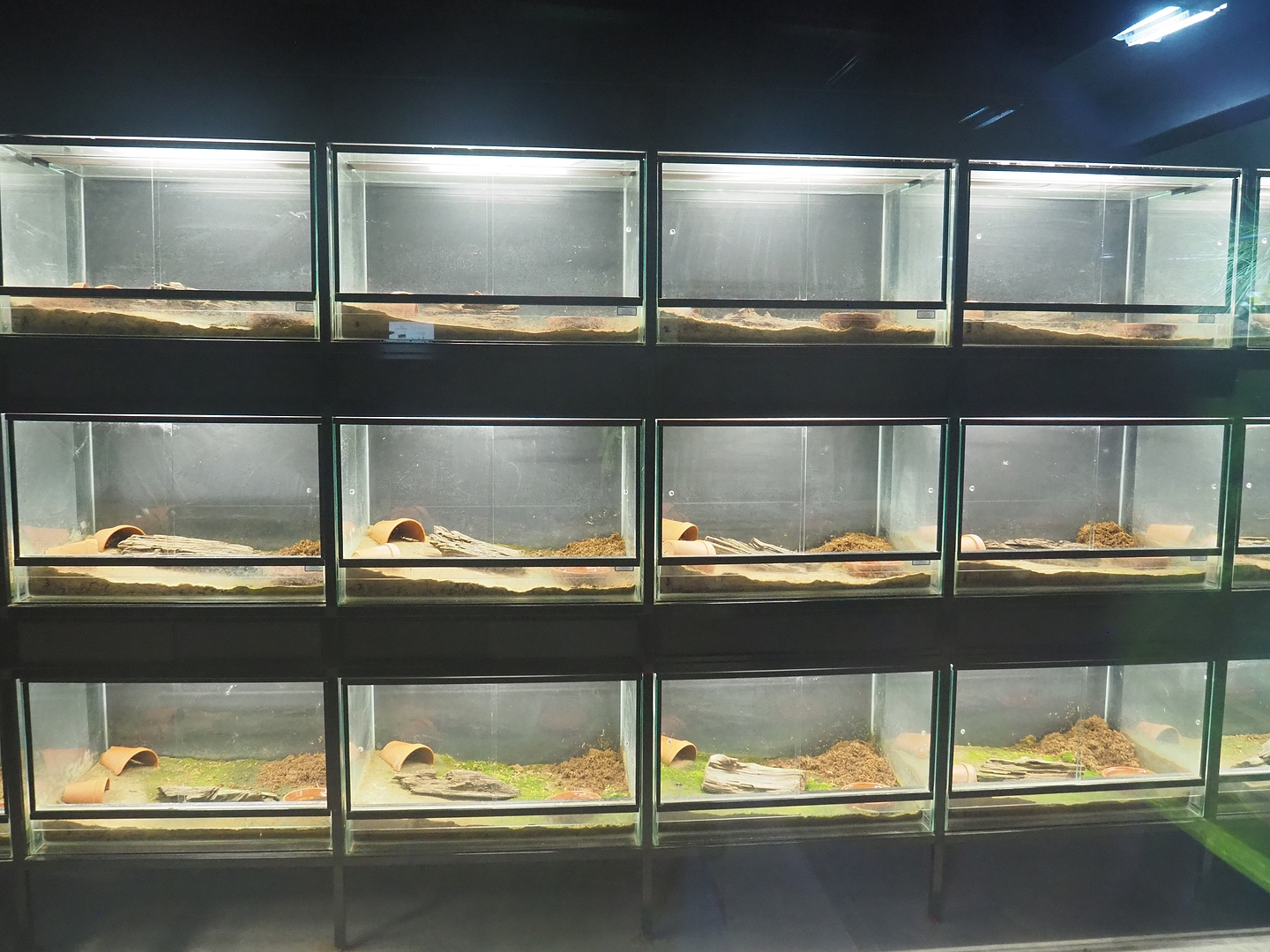 Fire salamander breeding terrariums, 2022-08-20