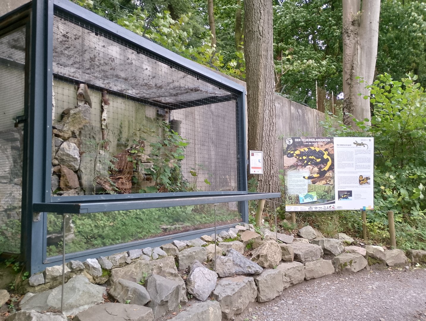 Fire salamander enclosure