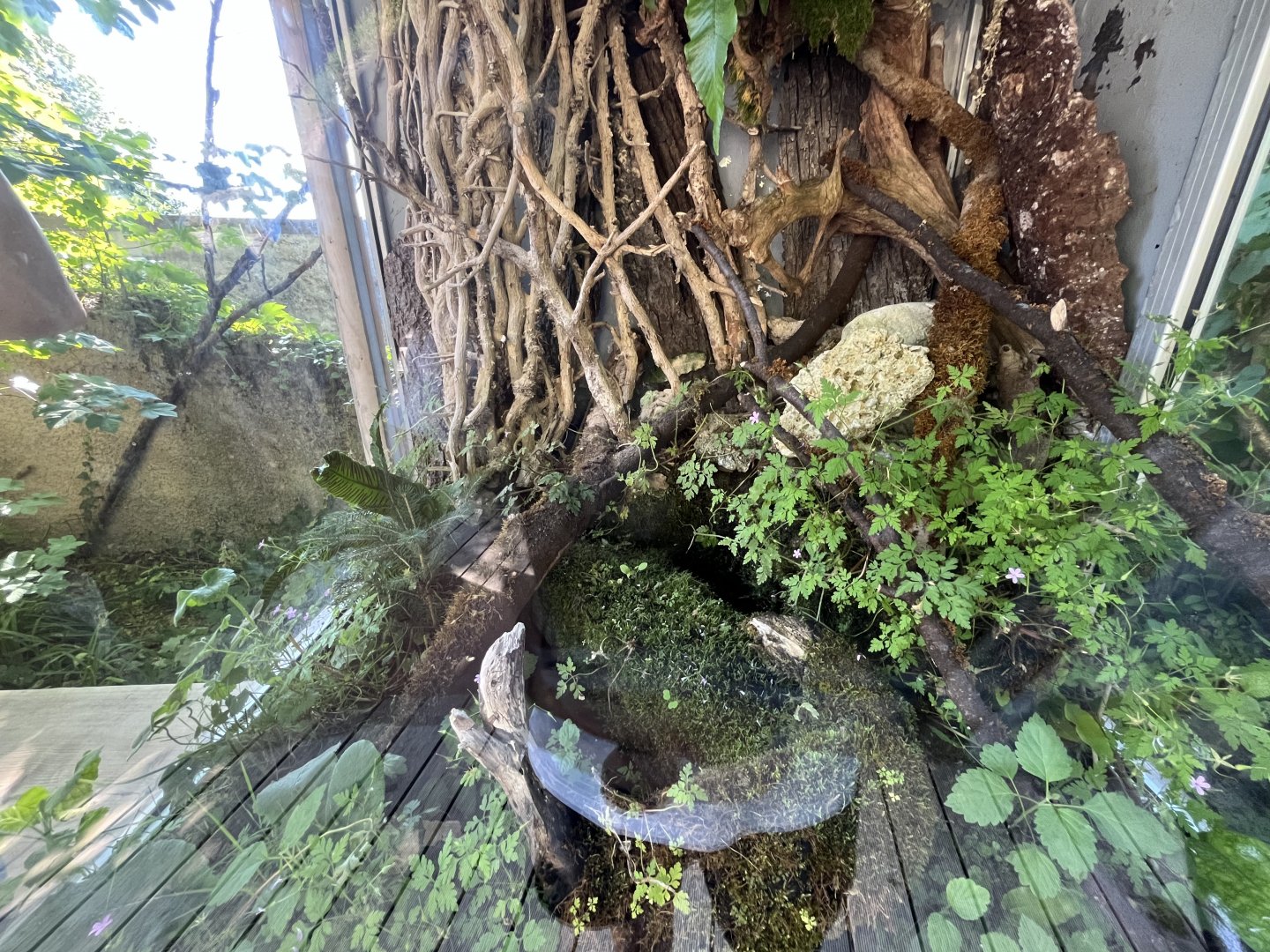 Fire salamander exhibit 13.7.25