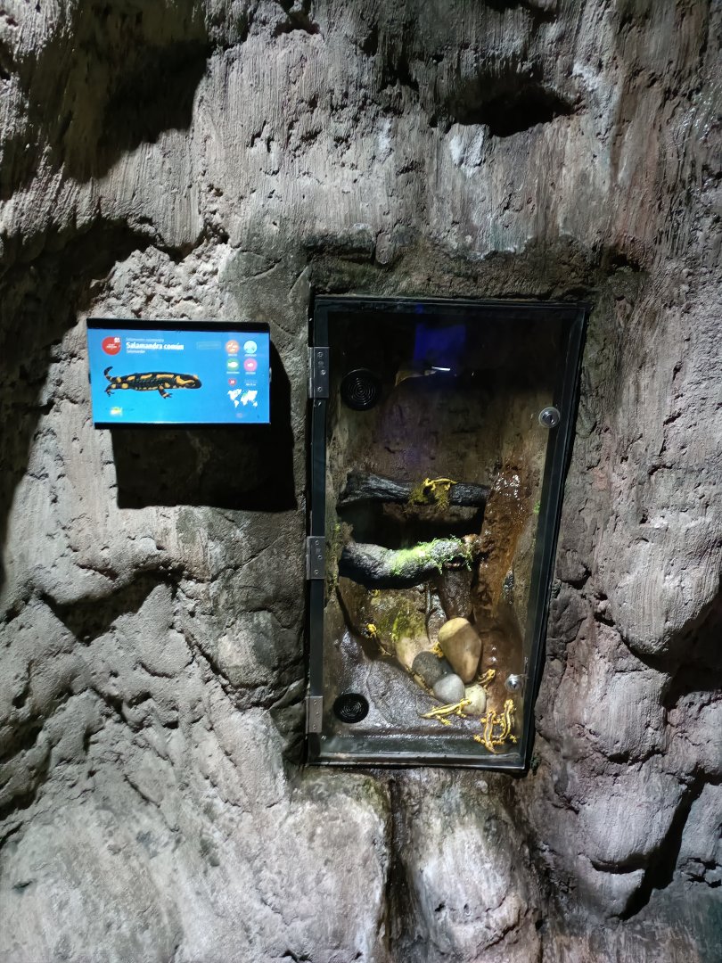 Fire salamander exhibit - Bioparc Acuario de Gijón