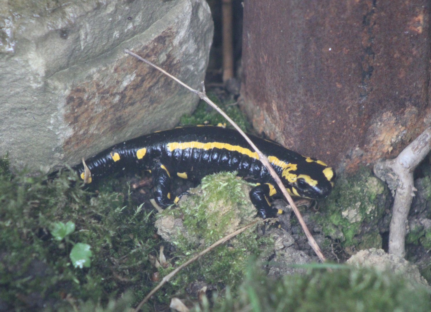 Fire salamander in outdoor-enclosure