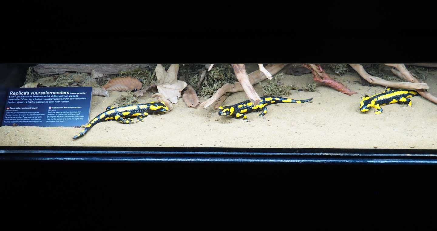 Fire salamander replicas, 2019-03-30