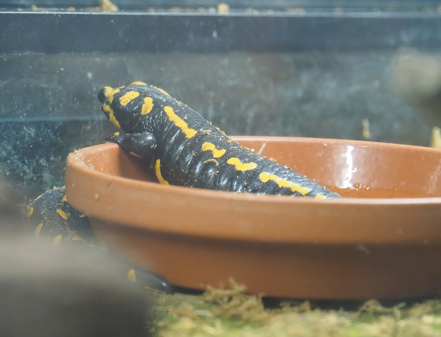 Fire salamander (Salamandra salamandra), 2022-08-20