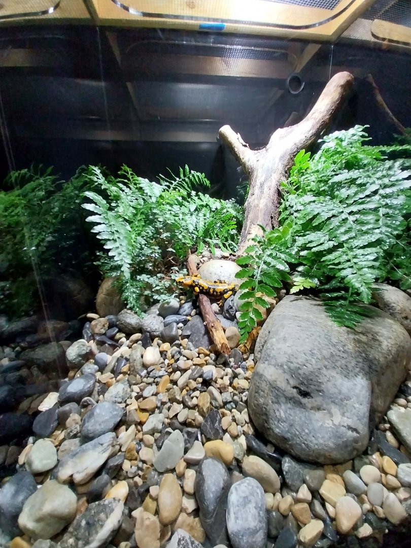 Fire salamander (Salamandra salamandra)