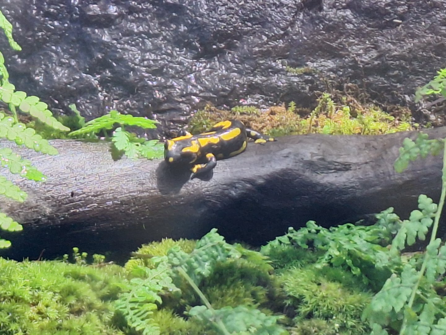 Fire salamander (Salamandra salamandra)