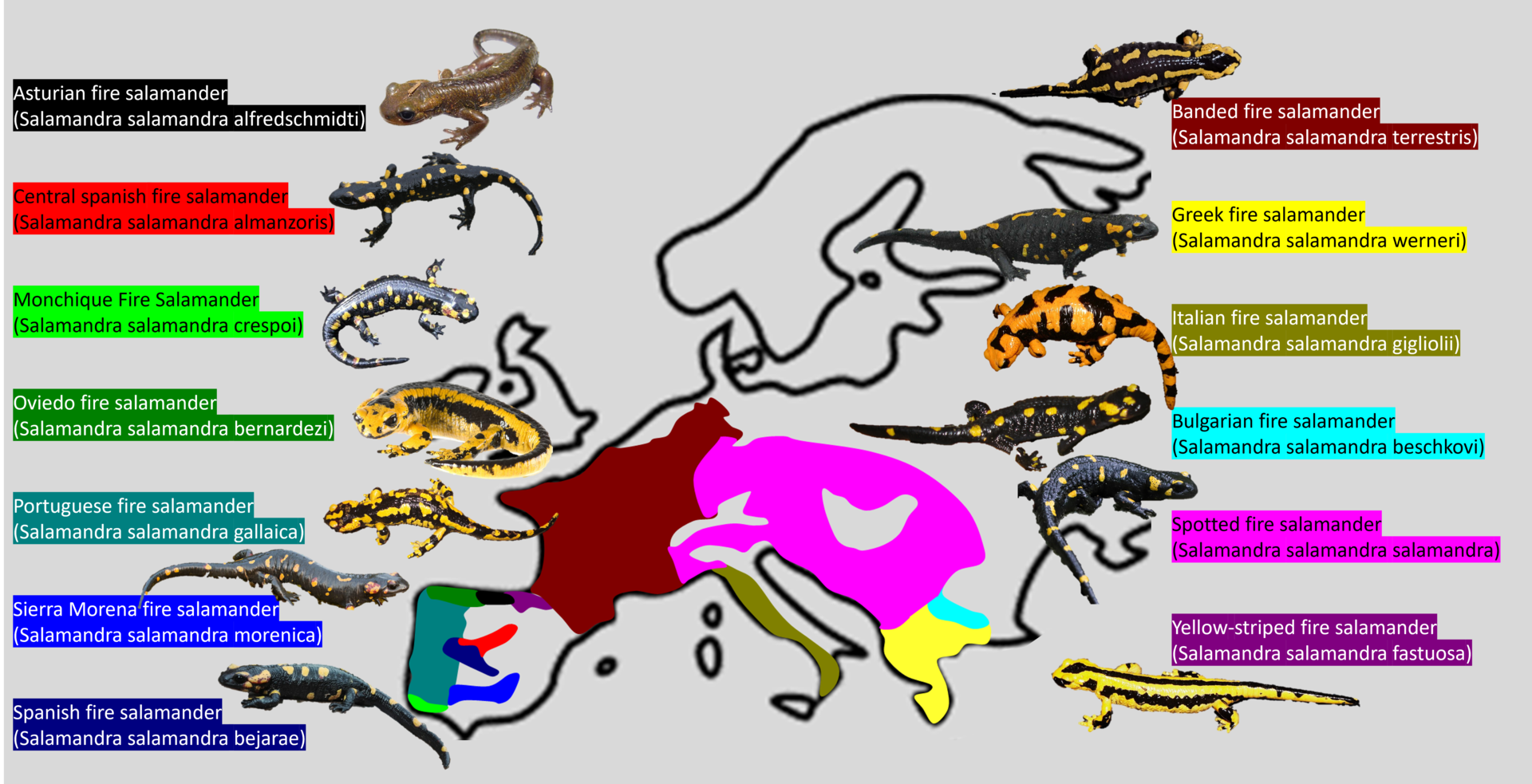 Fire Salamander - Subspecies distribution maps