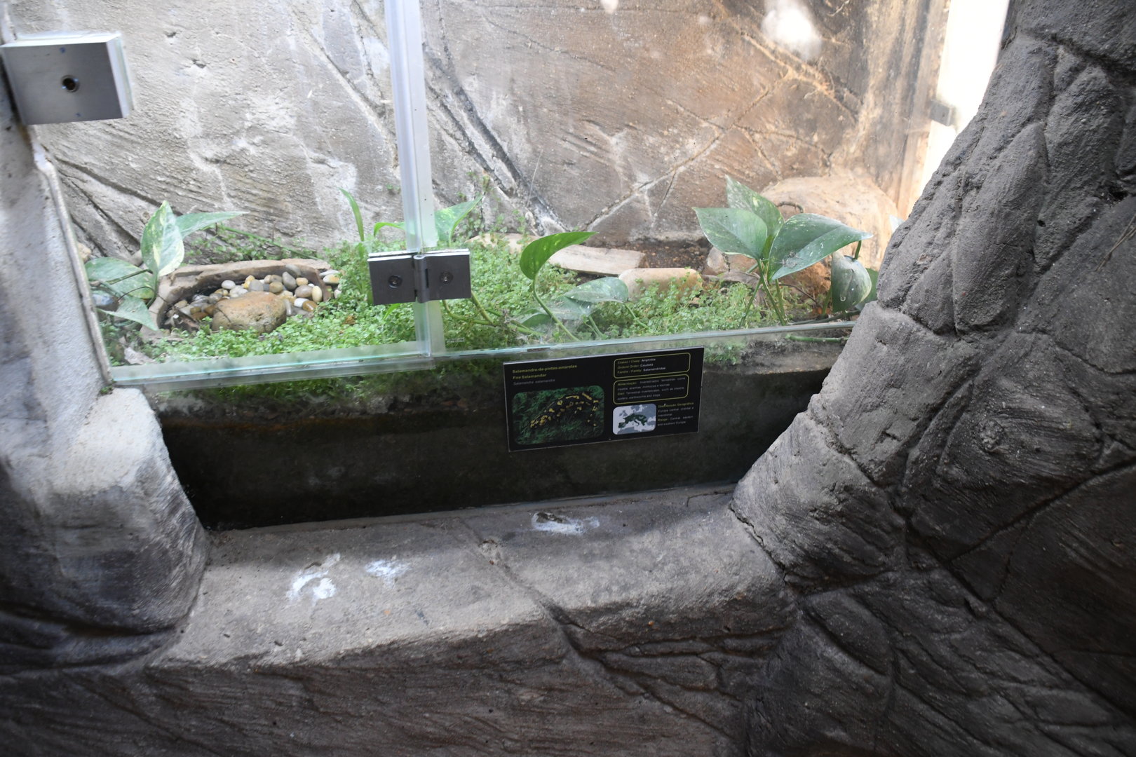 Fire Salamander tank (not seen)