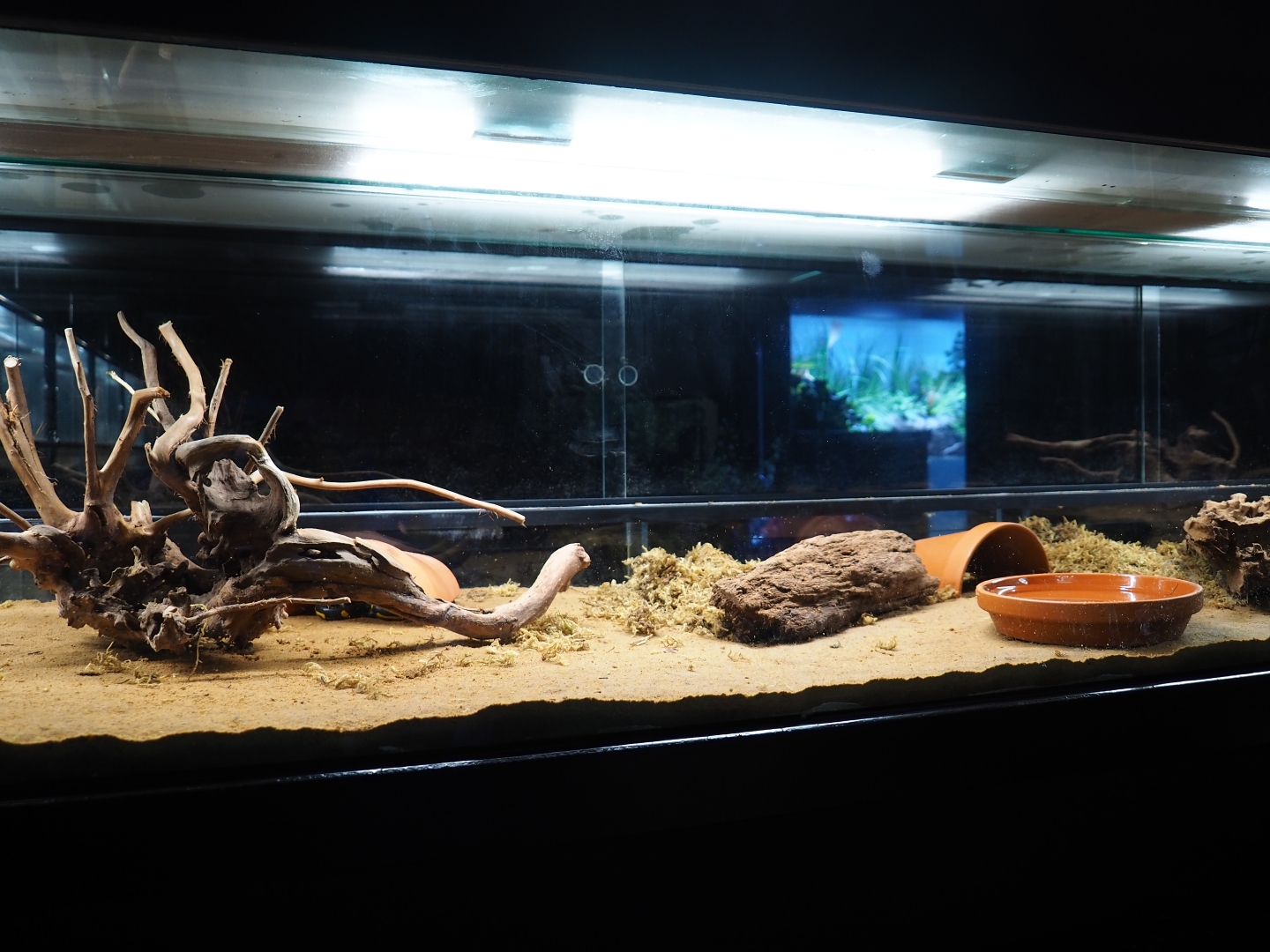 Fire salamander terrarium (Oct 13th, 2018)