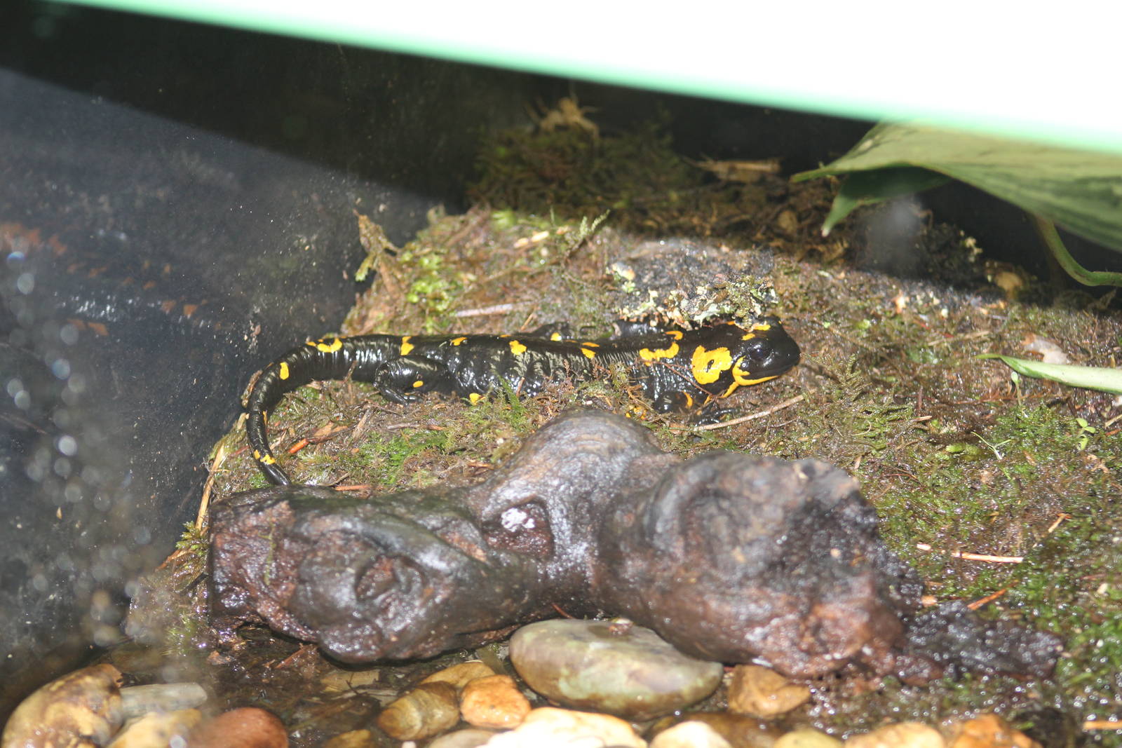 Fire Salamander
