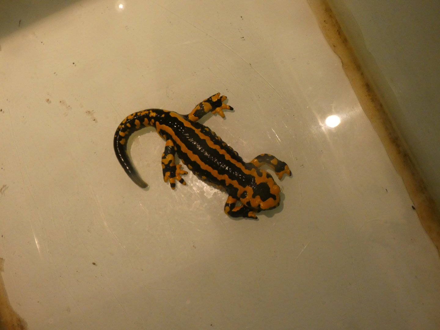 Fire salamander