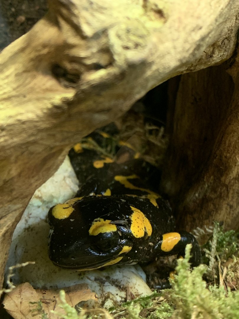 Fire salamander