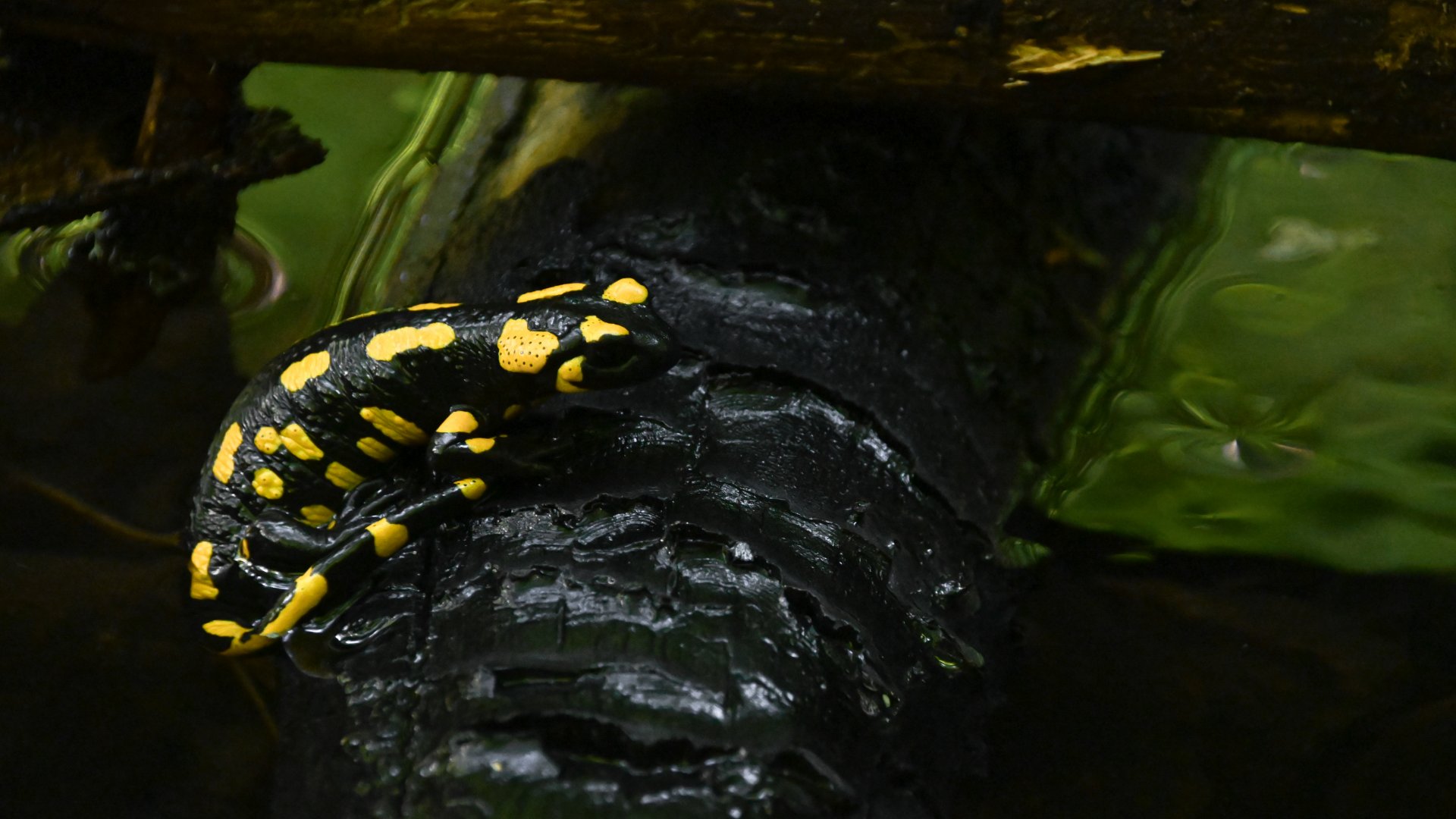 Fire salamander