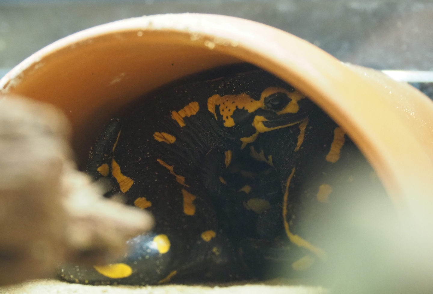 Fire salamanders in a flower pot (Salamandra salamandra), 2019-03-30