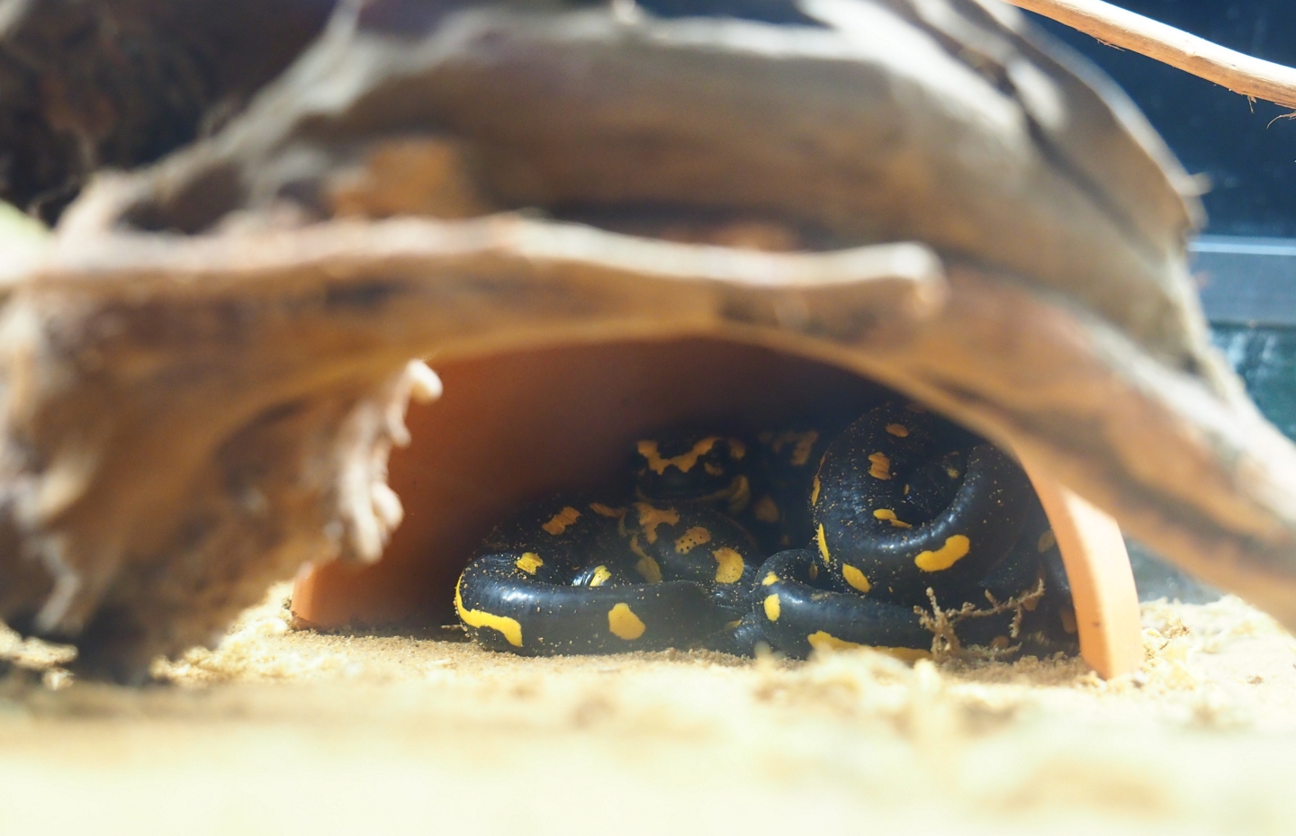 Fire salamanders (Salamandra salamandra), Oct 13th, 2018