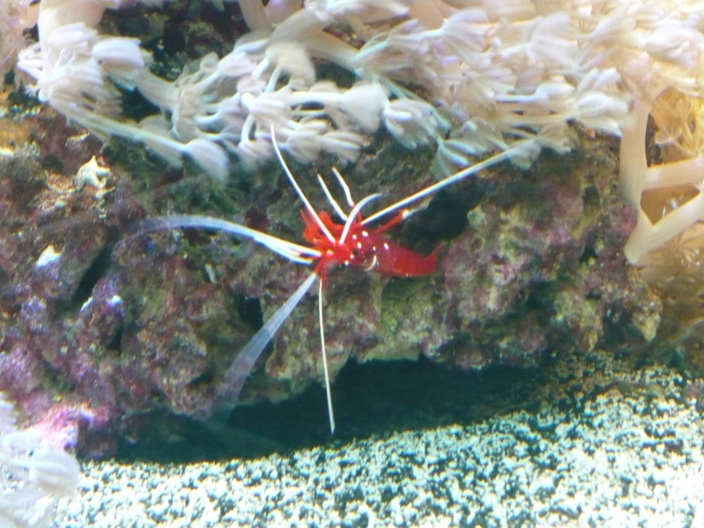 Fire shrimp (Lysmata debelius)