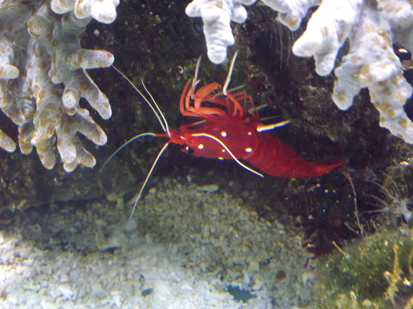 Fire shrimp