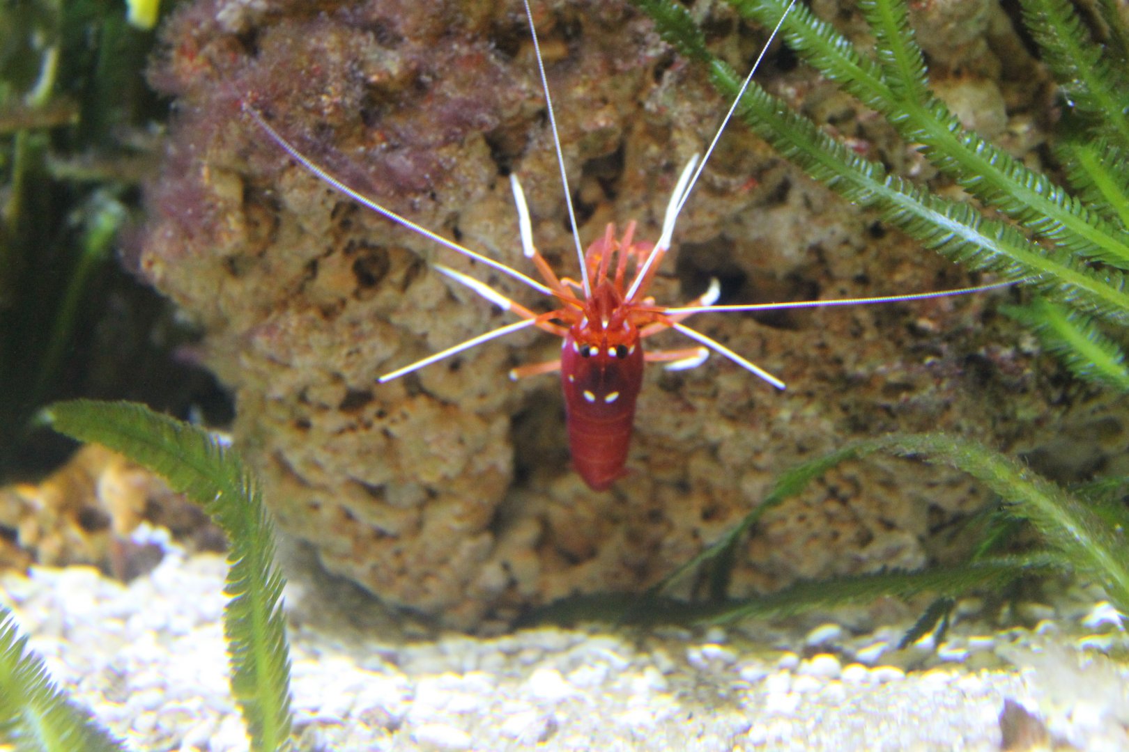 Fire shrimp
