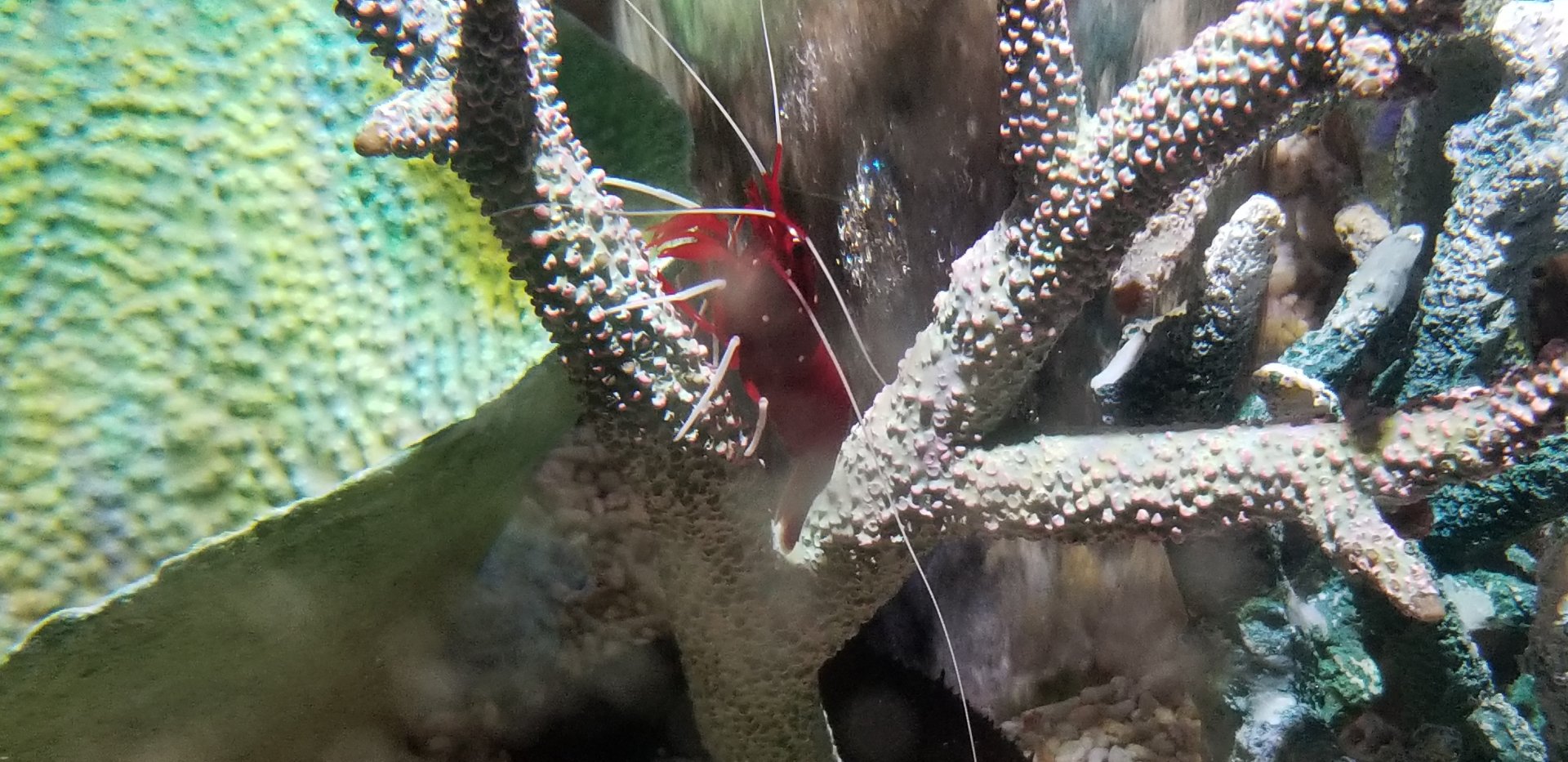 Fire Shrimp