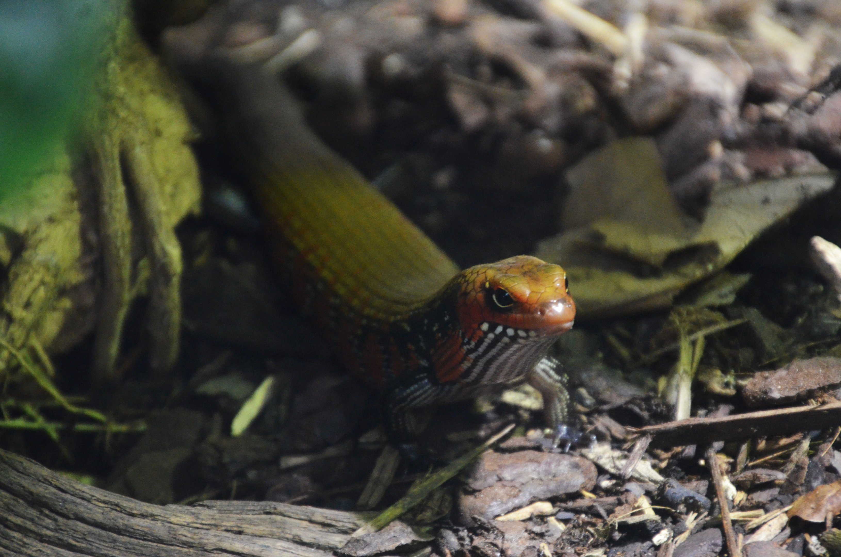 Fire Skink at Chester 07/03/19