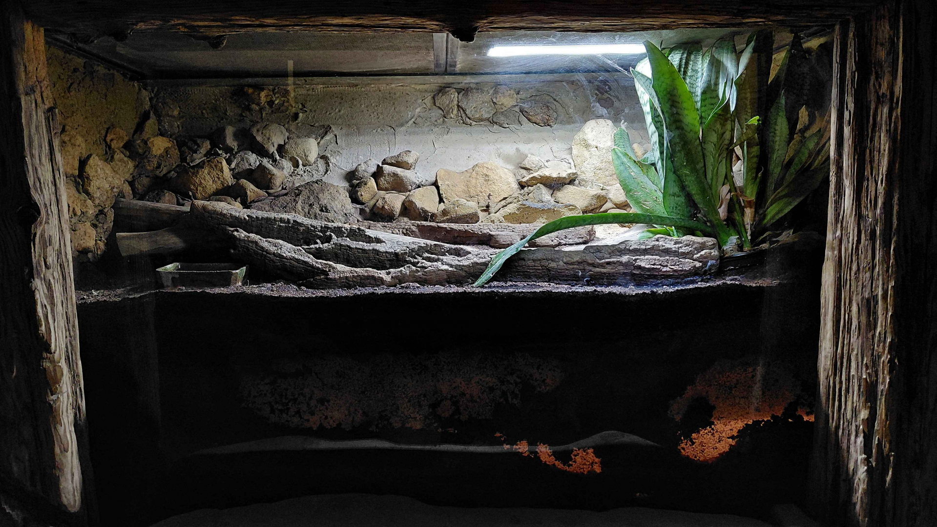 Fire skink exhibit