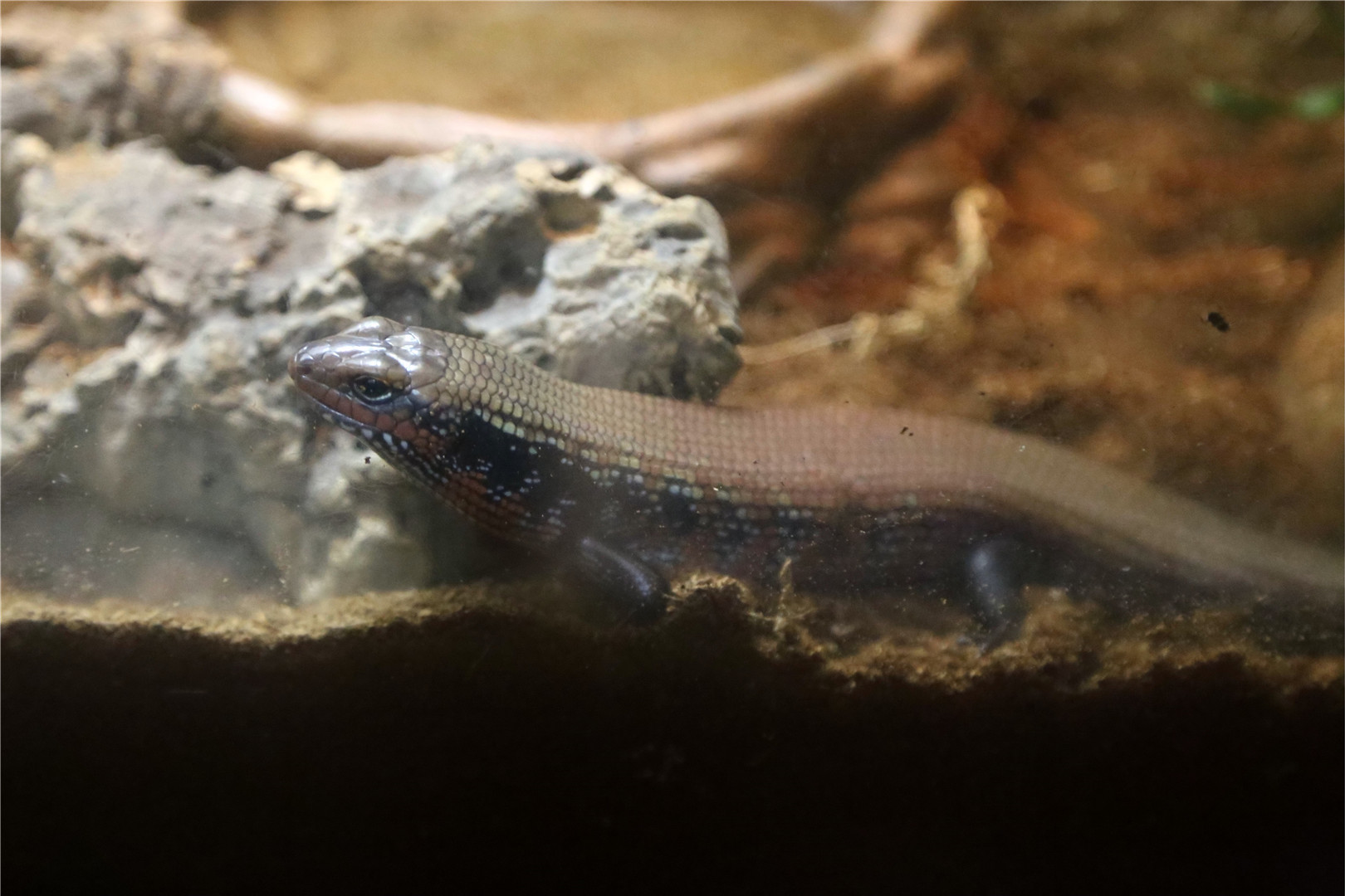 Fire skink (Lepidothyris fernandi)