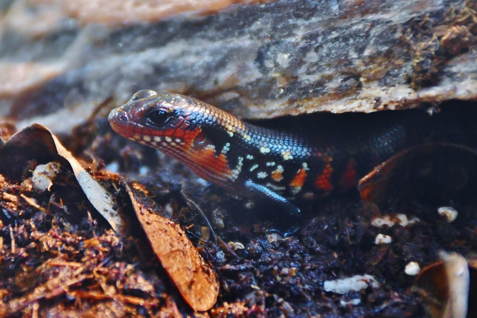 Fire Skink (Lepidothyris fernandi)