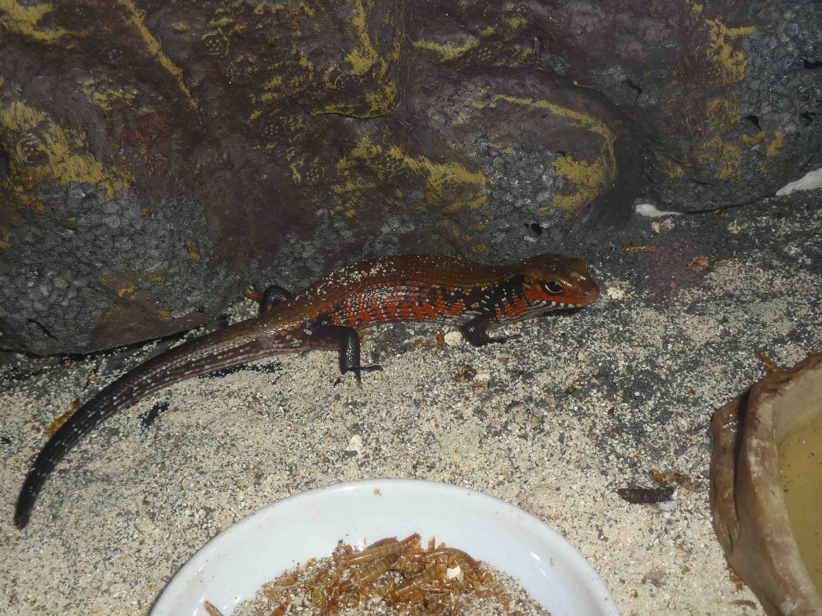 Fire skink, May 2013.