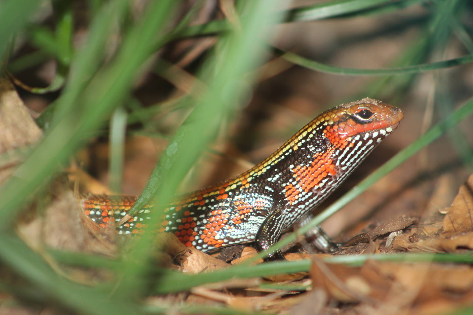 Fire skink