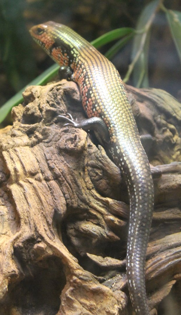 Fire skink
