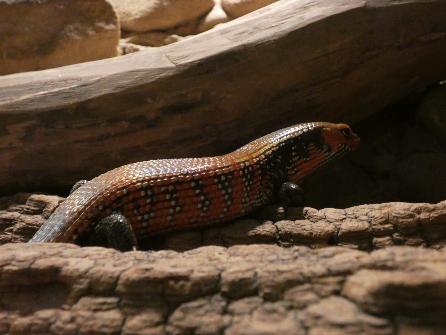 Fire Skink