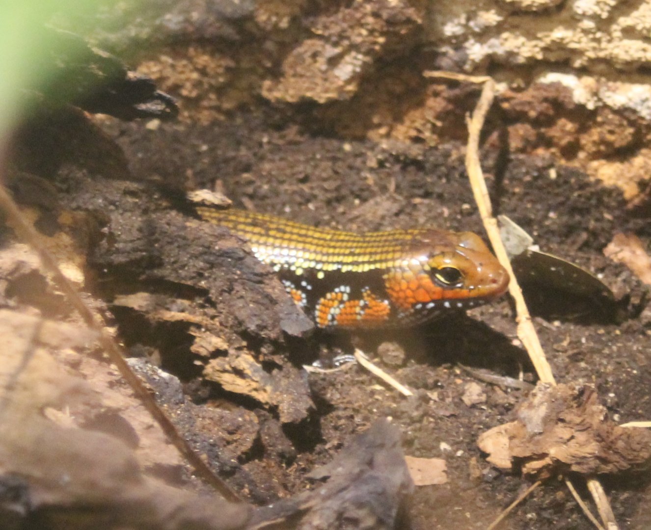 Fire skink
