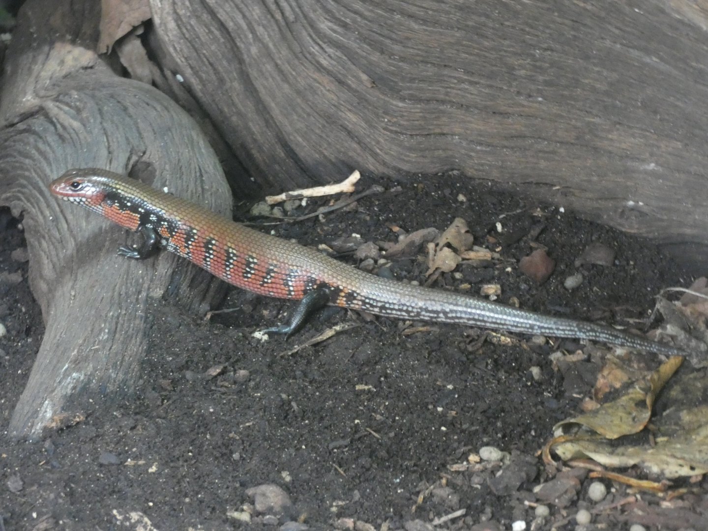 Fire Skink
