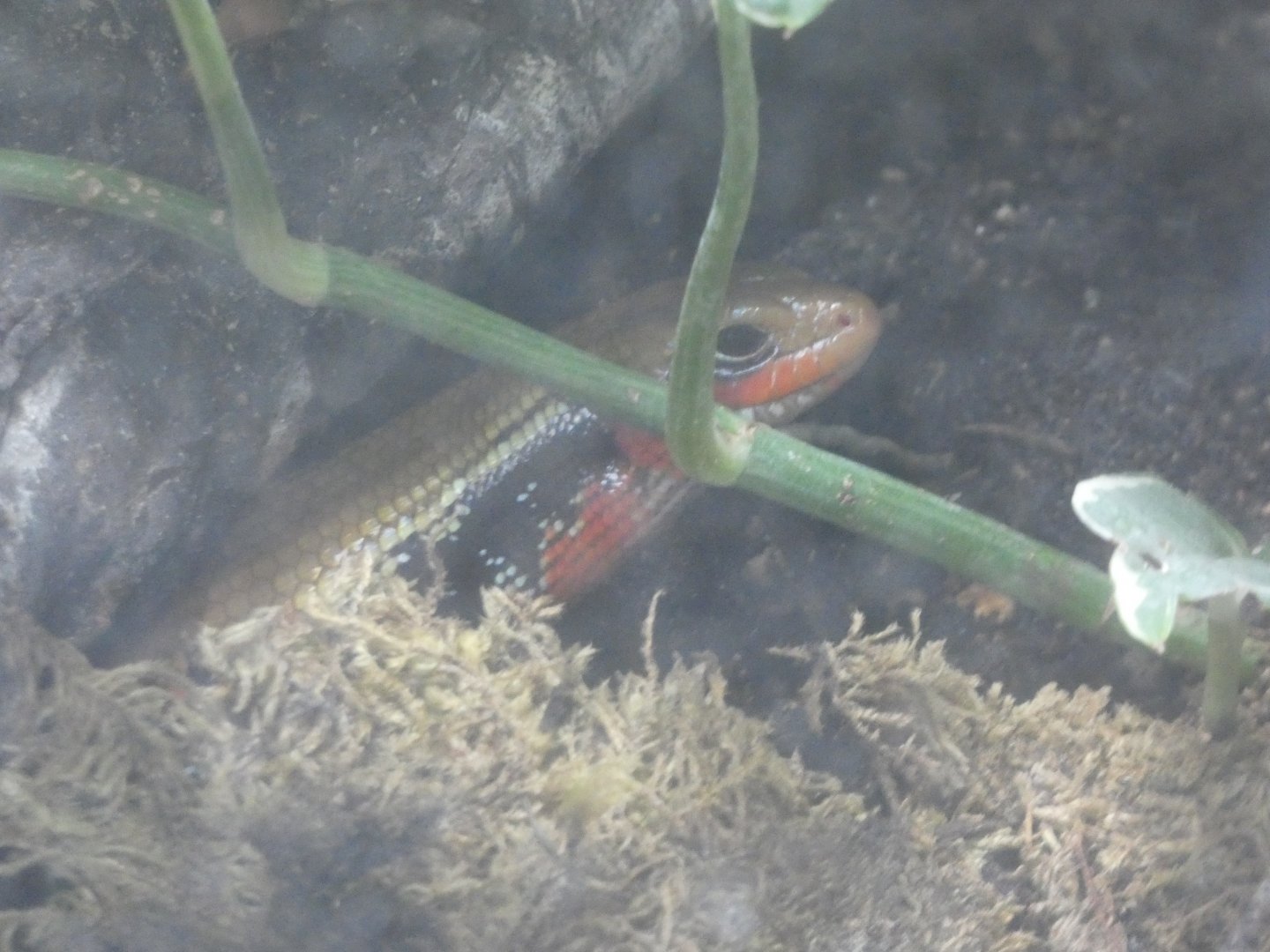 Fire Skink